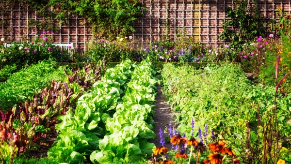 Recognizing the Plentiful Harvest