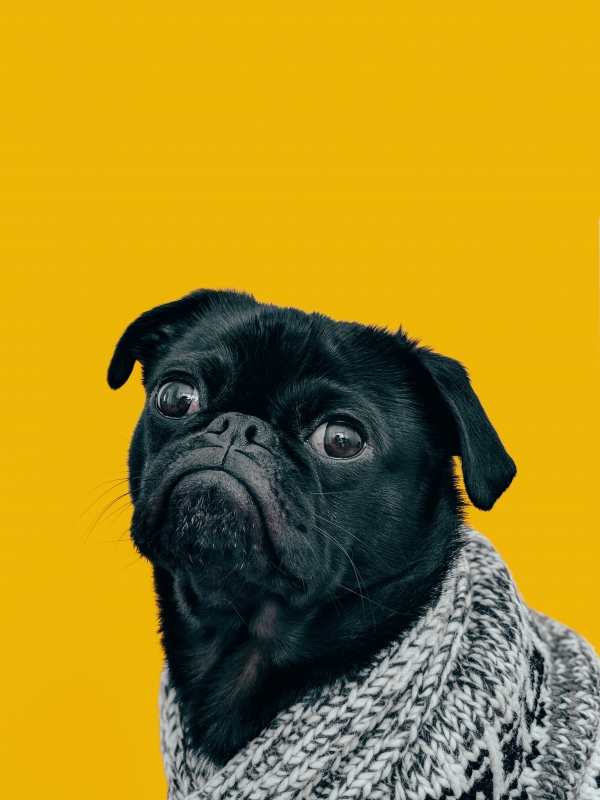Weekly Rector's Note: Counting Our (Pet) Blessings