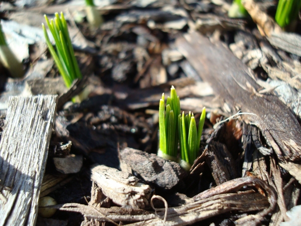 Rector's Note: Signs of Hope