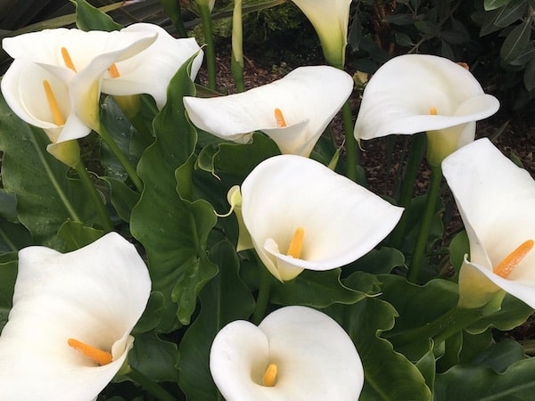 Easter Flowers