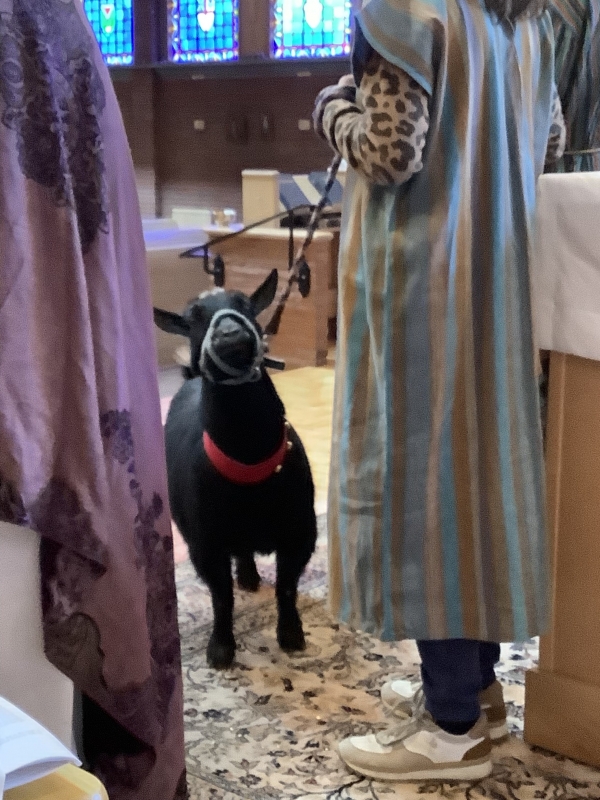 Live Animal Pageant & Christmas Quilt Show
