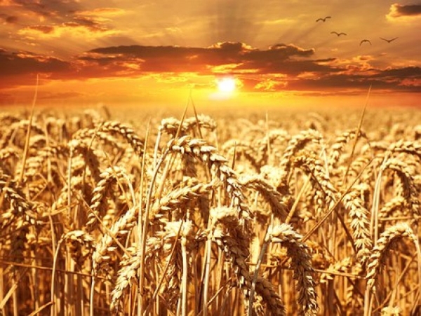 ​Ingathering of Pledges this Sunday, October 30