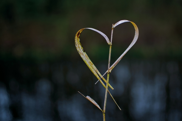 Love & Death In Lent