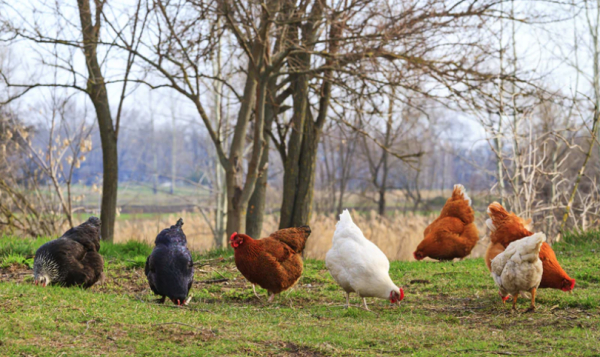 ​All Saints Youth Cluckingham Palace Visit: