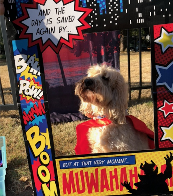 Pet Blessings