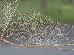 Social Justice & Advocacy Column: ​The Web of Life